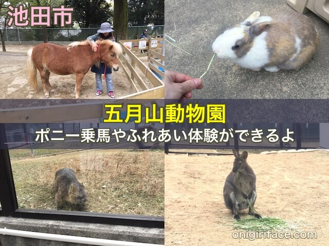 池田市「五月山動物園」はポニー乗馬やふれあい体験ができるよ