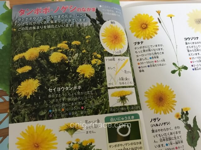 ハッピーセットの図鑑「花/春から初夏の花」たんぽぽのページ