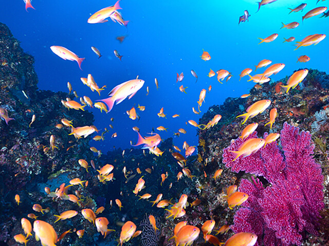 水族館アトア（atoa）の水槽と魚たち