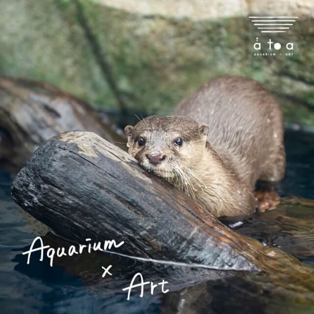 水族館アトア（atoa）4階SKY SHOREゾーンのコツメカワウソ